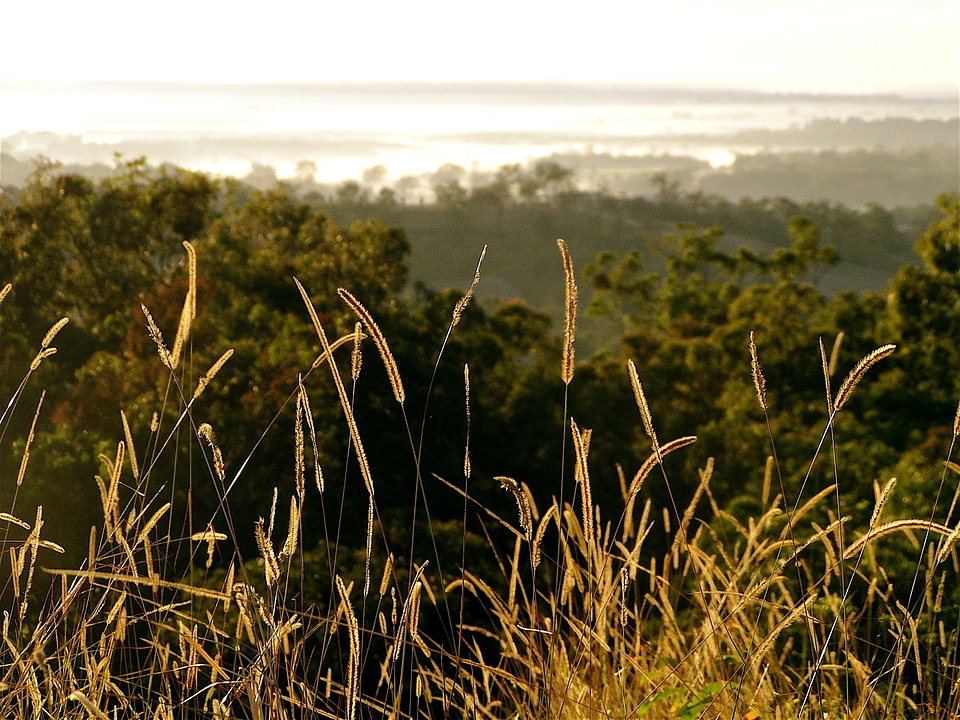 Nature outside light