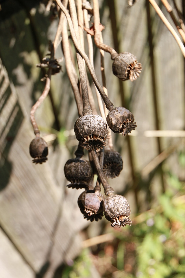 Macro seed natural