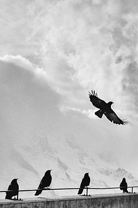 Crows at high altitude photo