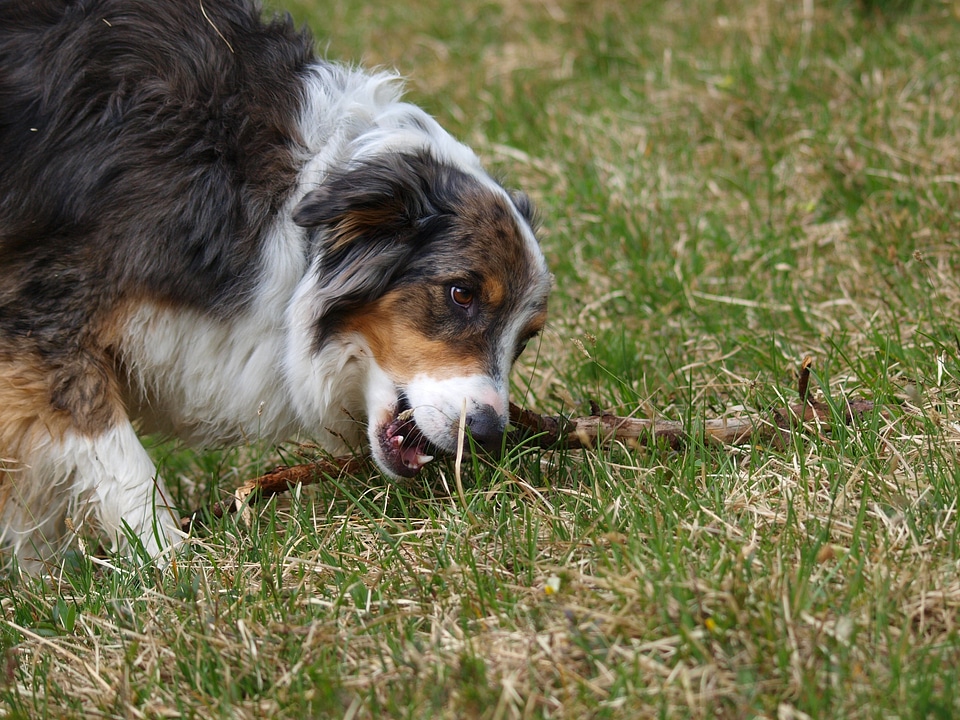 Animals pets race