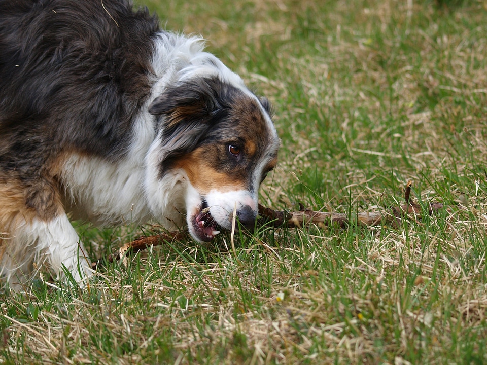 Animals pets race photo