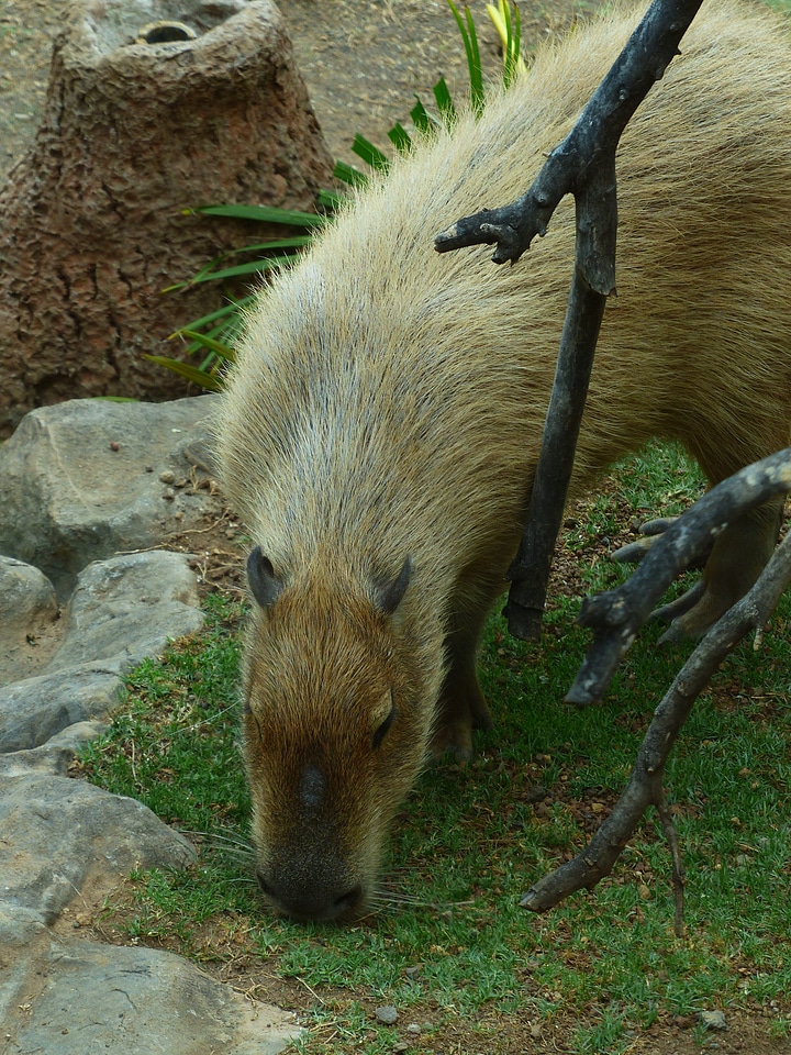 Mammal rodent fur
