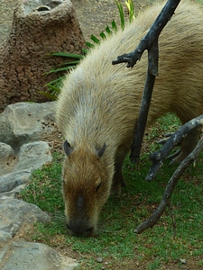Mammal rodent fur photo