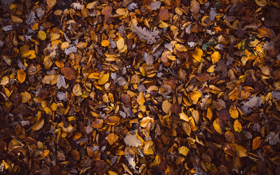 Fallen leaves photo