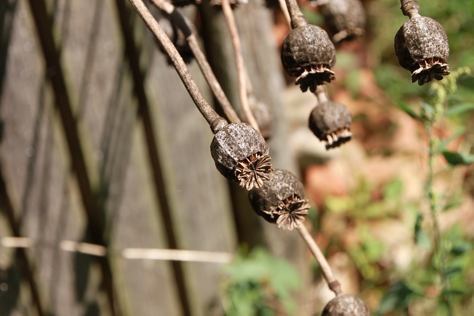 Plants seed macro