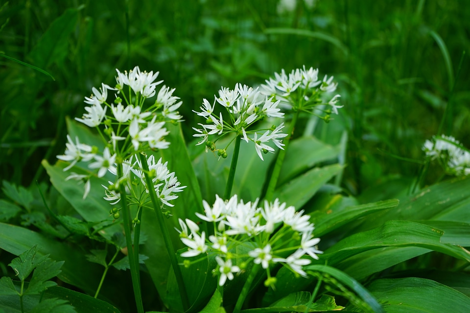 Plant white allium ursinum