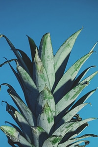 Aloe vera photo