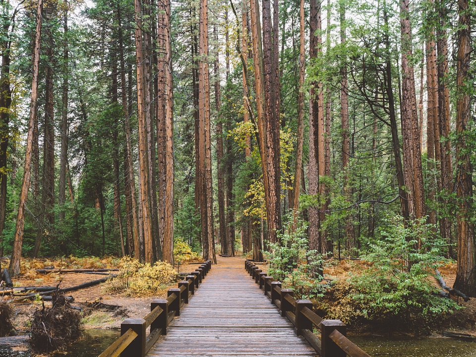 Bridge to the woods photo