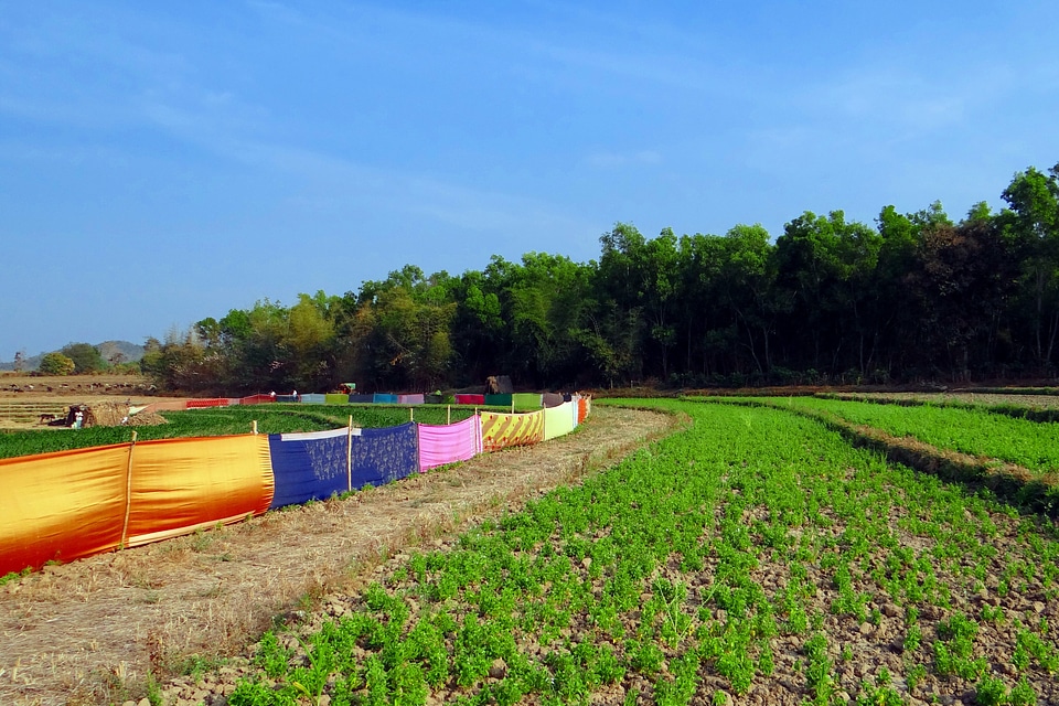 Fencing guarding crop