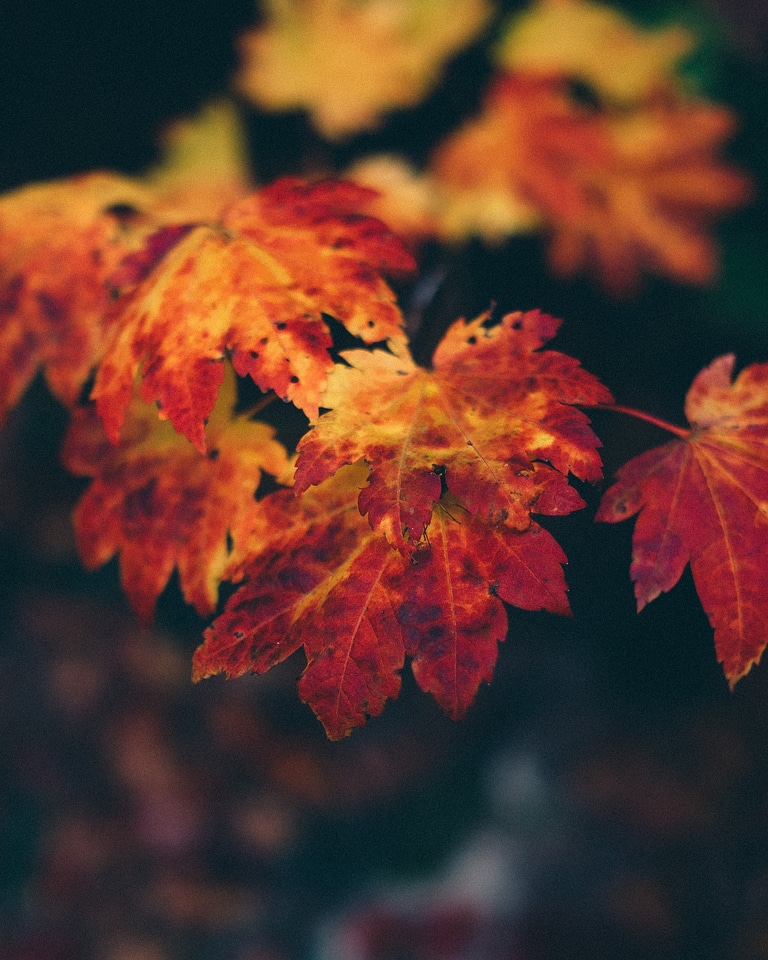 Dry leaves photo