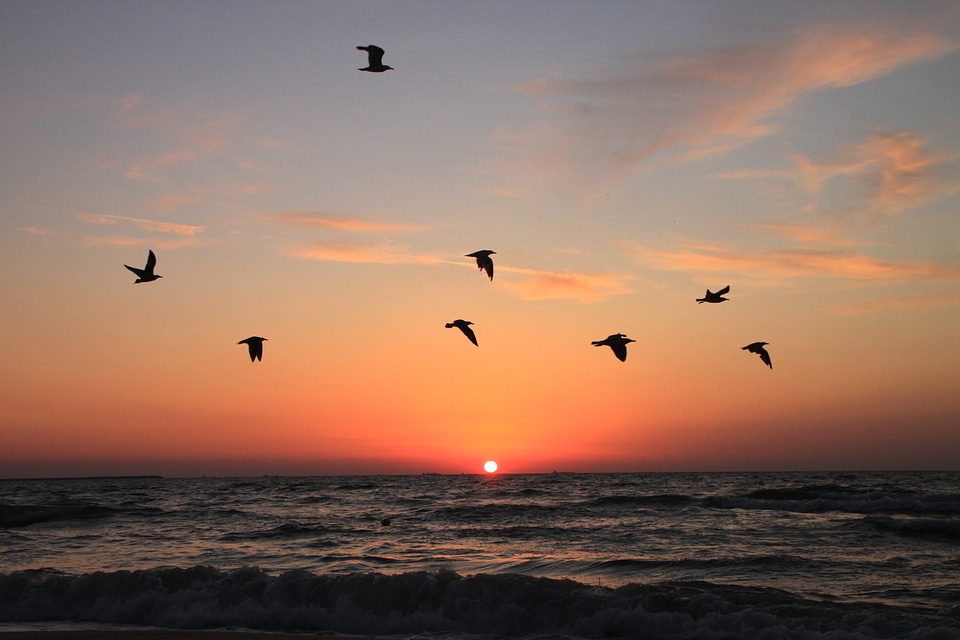 Water sky animal