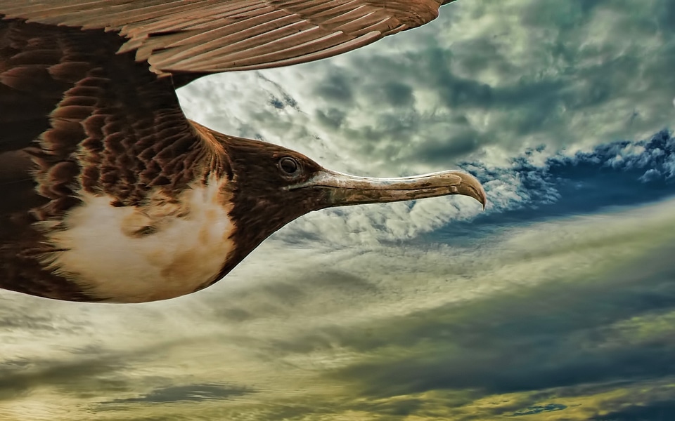 Beak frigatebird seabird
