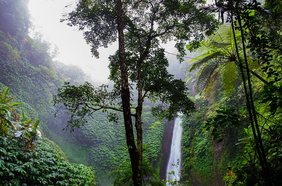 Nature ferns jungle