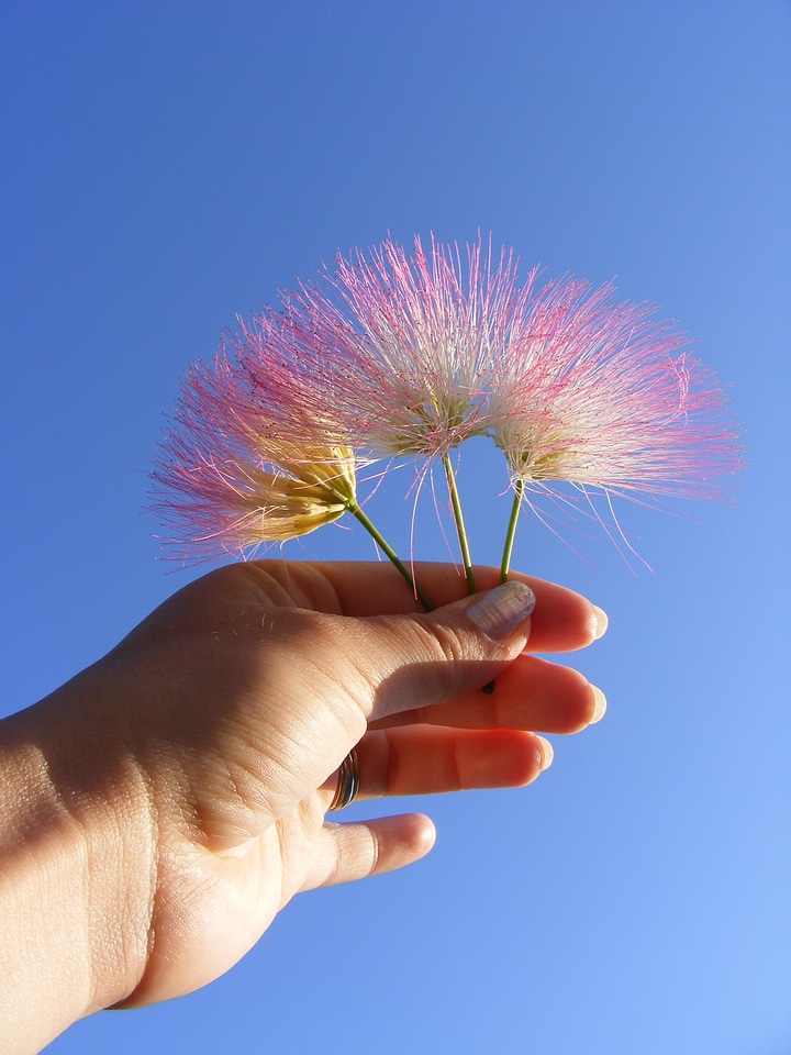 Julibrissin mimosa persian