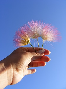 Julibrissin mimosa persian