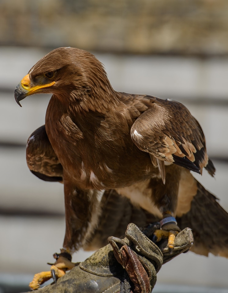 Brown bird bird prey