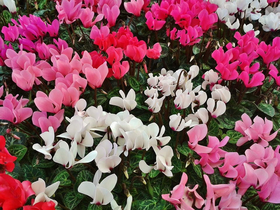 Flora botany pink