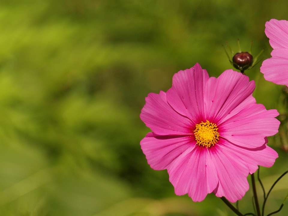 Garden gardening pink