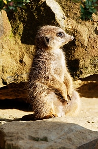 Evening sun enclosure animal