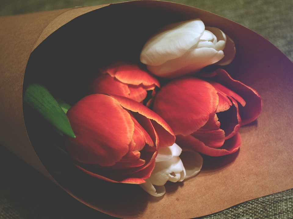Red and white flowers