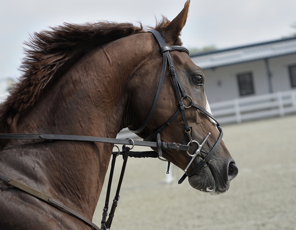 Horse at the stable