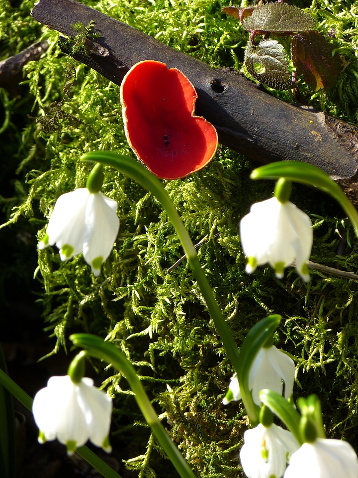 Spring flower scarlet calyx cup ling