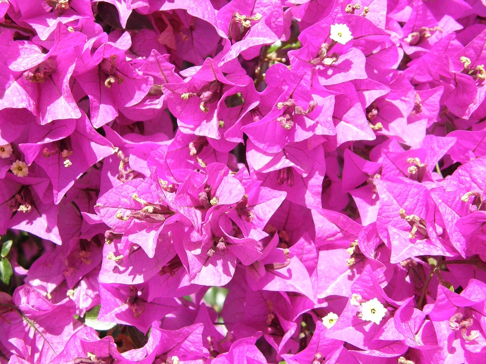 Blossom petal fresh