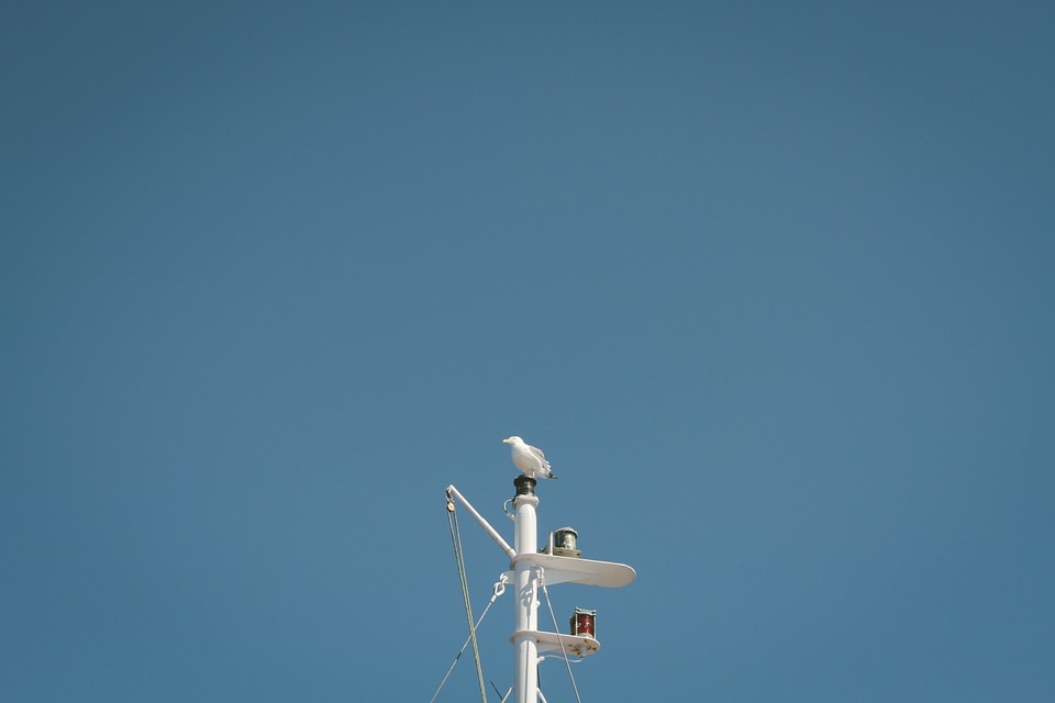 Seagull on the Top