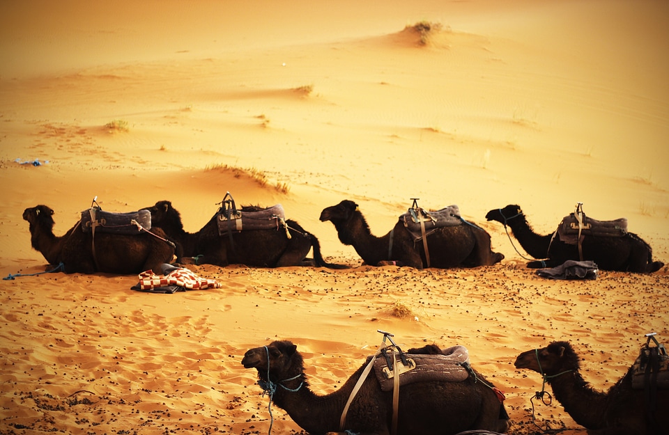 Camels in the Desert