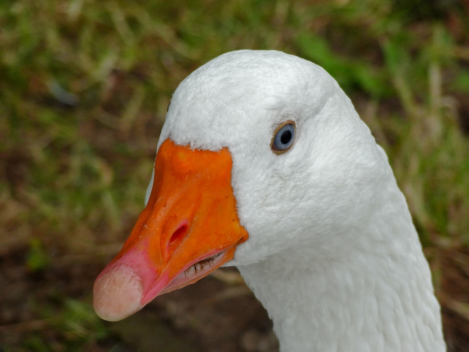 Bird closeups goose beak