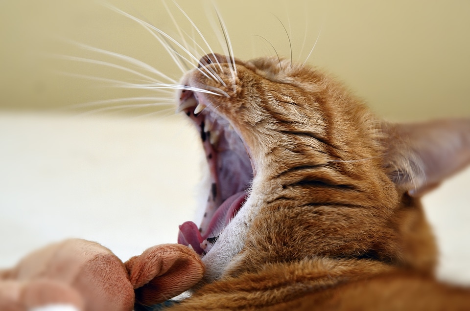 Red cat cats kitten