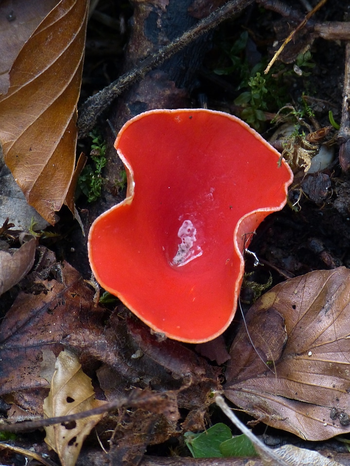 Scarlet kelchbecherling sarcoscypha coccinea red