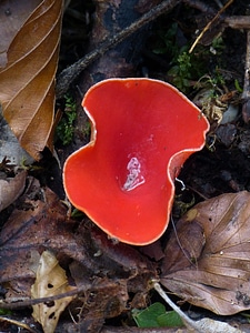 Scarlet kelchbecherling sarcoscypha coccinea red