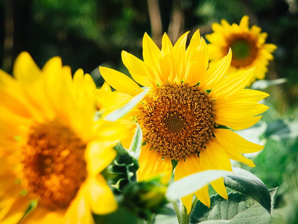 Sunflowers photo