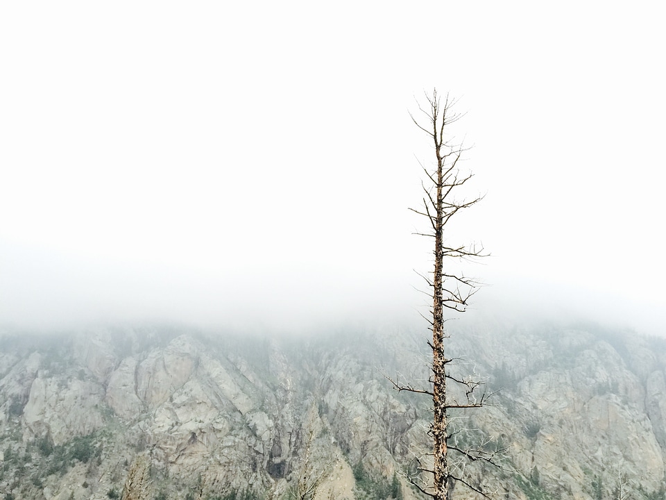 Lonely Tree photo