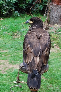 Perched raptor beak