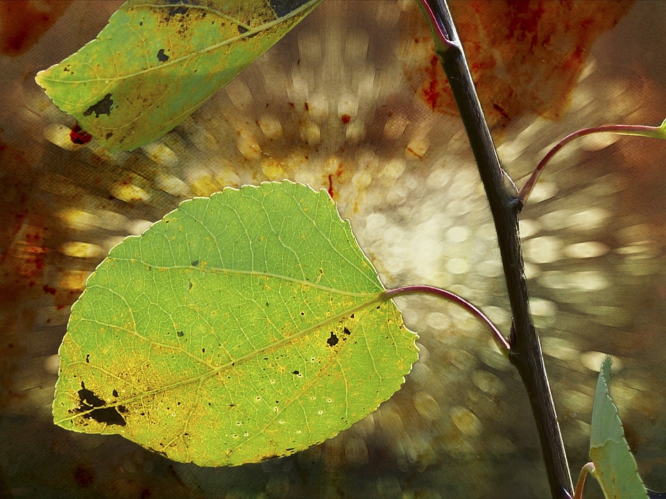 Foliage plant botany