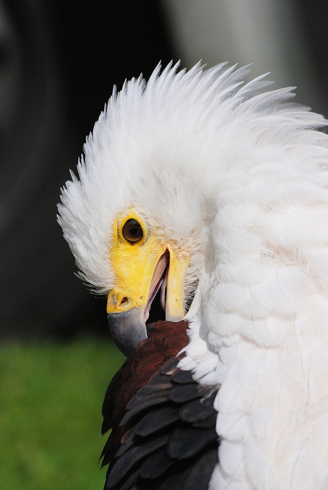 American raptor feathers
