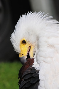 American raptor feathers