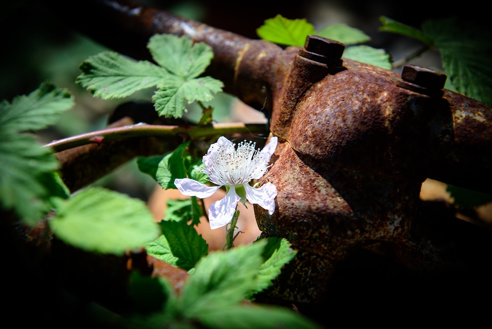 Stainless flower photo