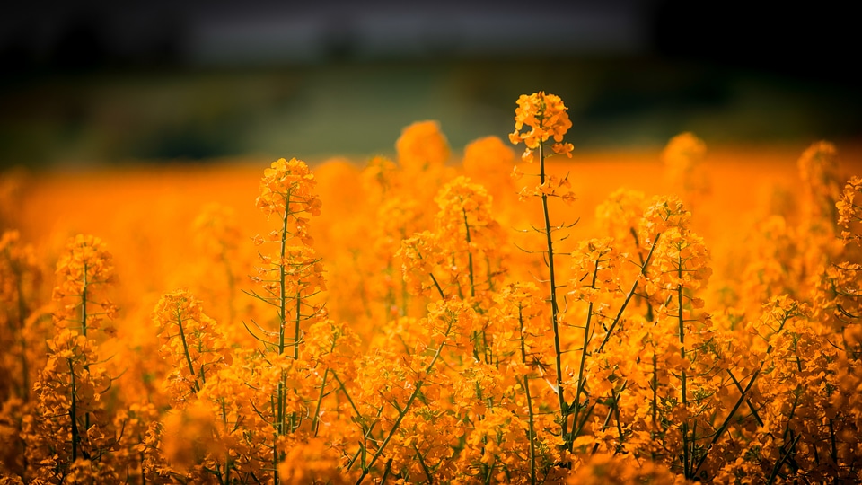 Yellow flower field photo
