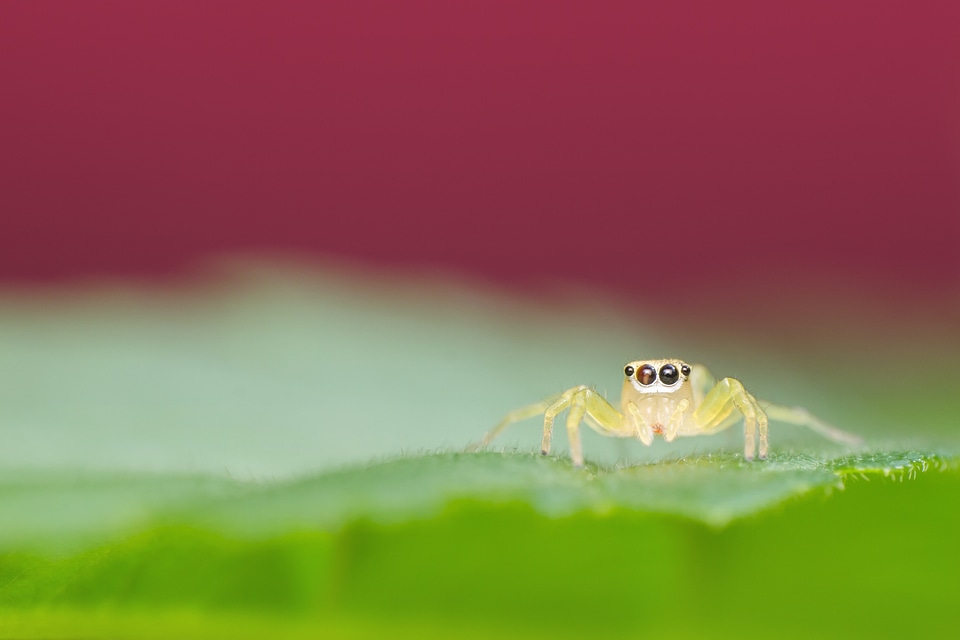 Spider on the leaf