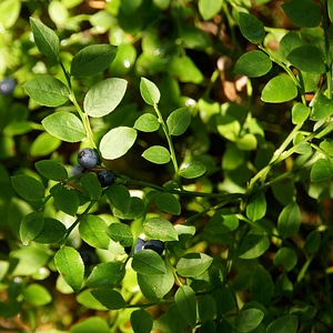 Berry bush berry picking twig