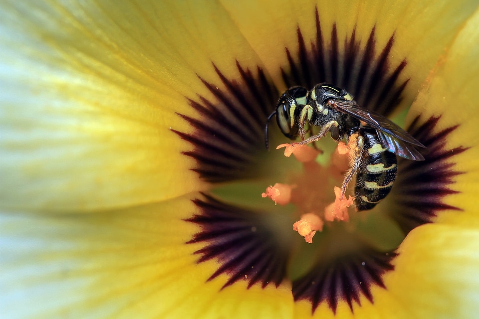 Wasp in the flower