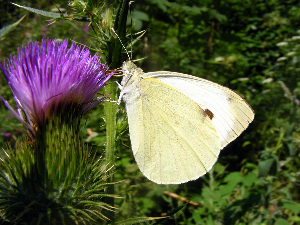 Brimstone butterfly