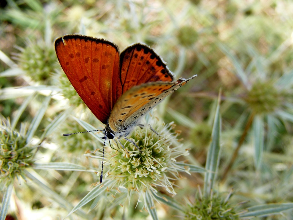 Orange colored butterfly photo
