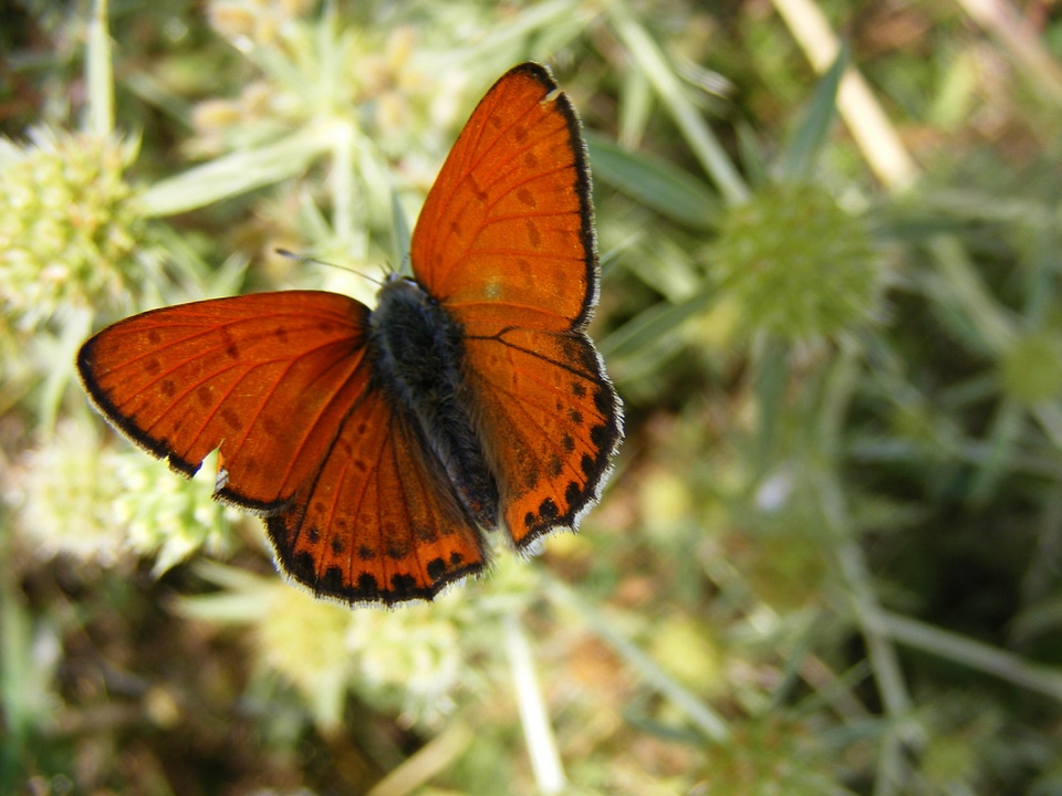Orange butterfly