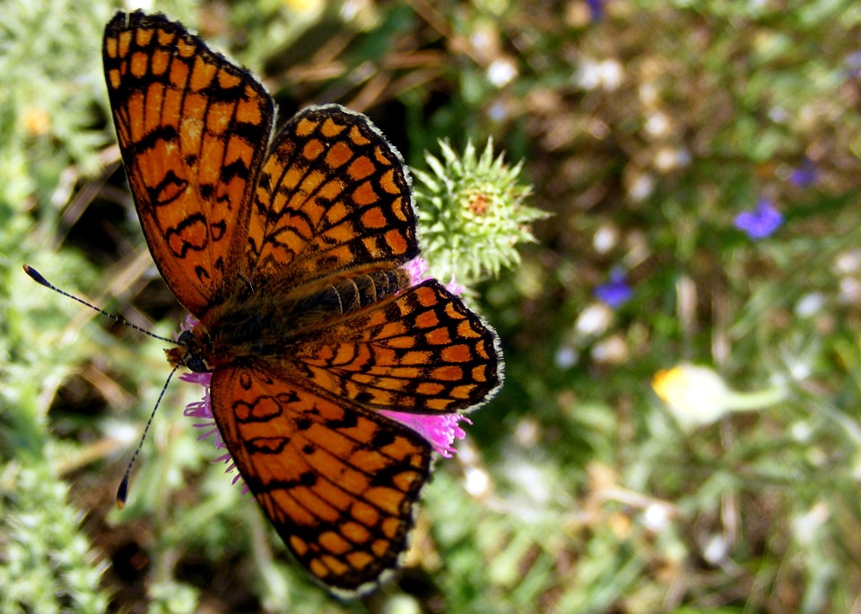 Beautiful butterfly