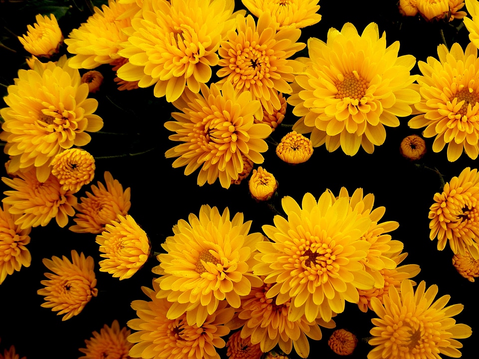 Chrysanthemums photo