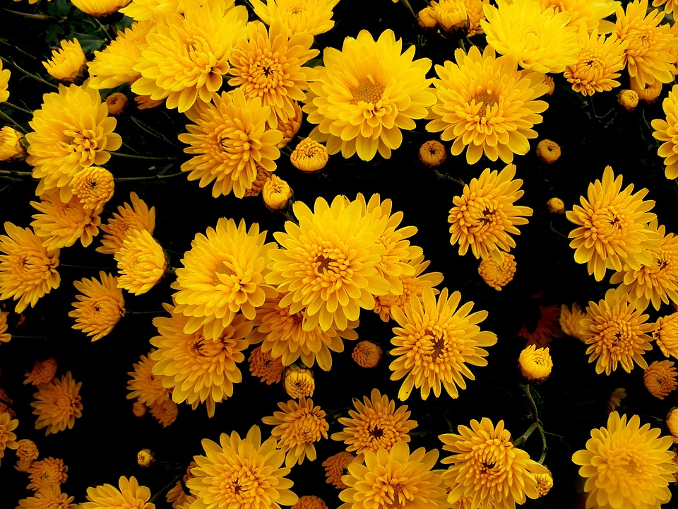 Chrysanthemums photo